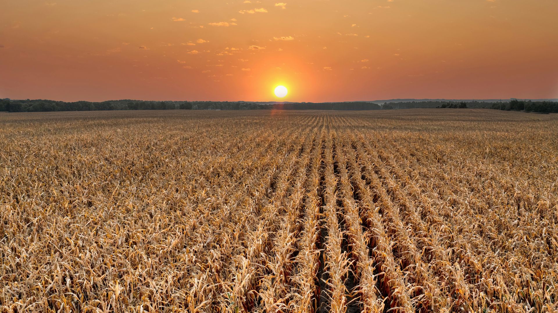 Parceria Rural x Arrendamento: o CARF reforça a prevalência da realidade econômica sobre a forma contratual